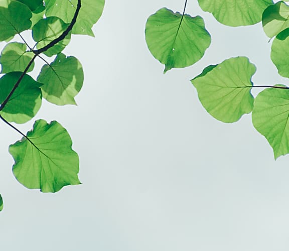 Green leaves on the end of a tree branch